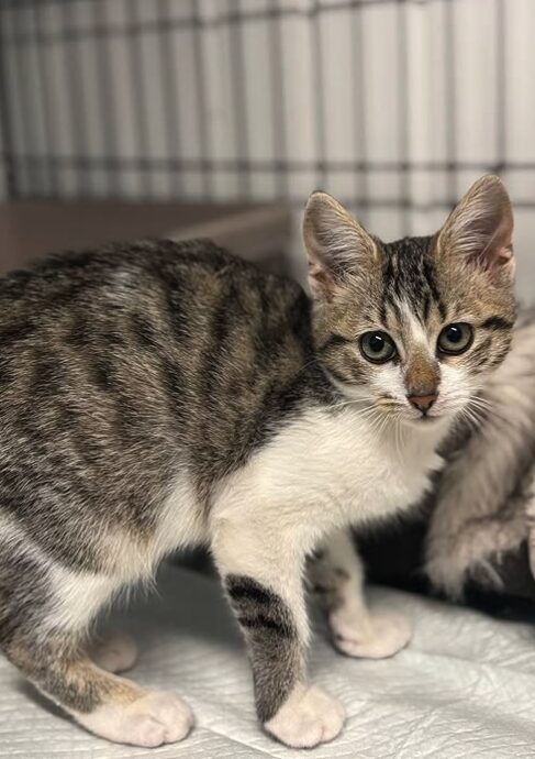 Smudge the rescue kitten at the shelter in Romania. She is sitting in a black cat crate on a white blanket.