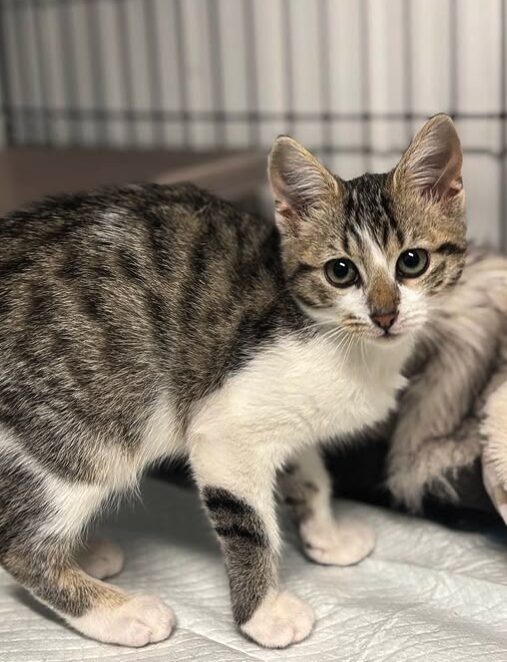 Smudge the rescue kitten at the shelter in Romania. She is sitting in a black cat crate on a white blanket.