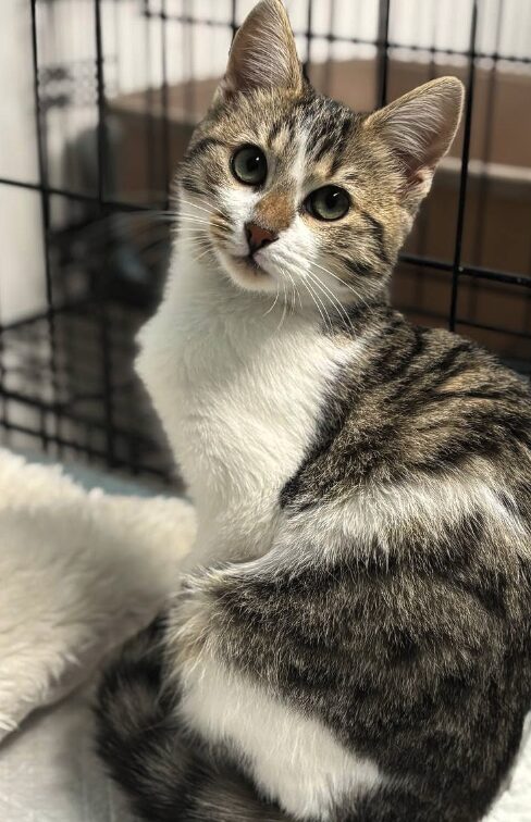 Smudge the rescue kitten at the shelter in Romania. She is sitting in a black cat crate on a white blanket.