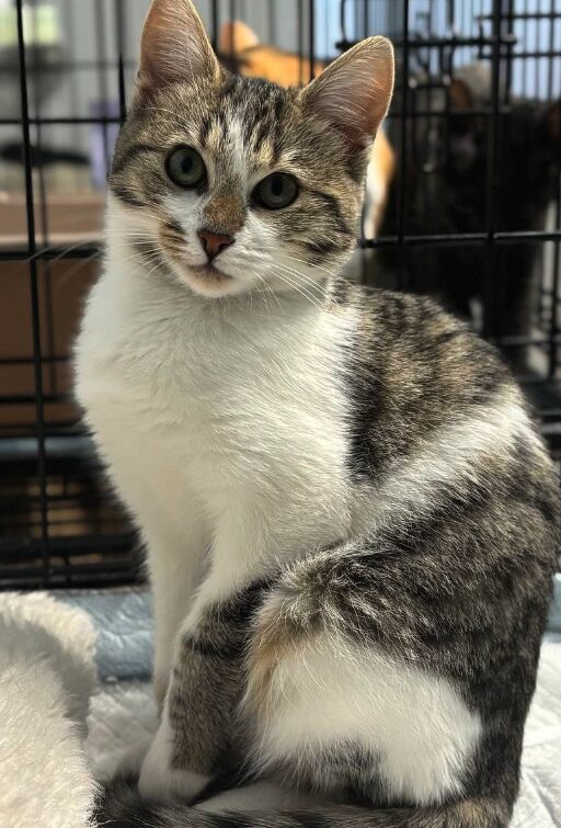 Smudge the rescue kitten at the shelter in Romania. She is sitting in a black cat crate on a white blanket.