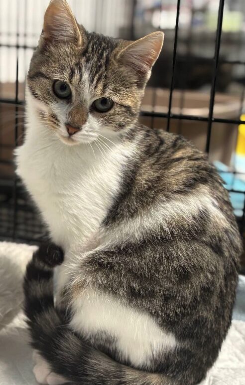 Smudge the rescue kitten at the shelter in Romania. She is sitting in a black cat crate on a white blanket.