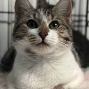 Smudge the rescue kitten at the shelter in Romania. She is sitting in a black cat crate on a white blanket.