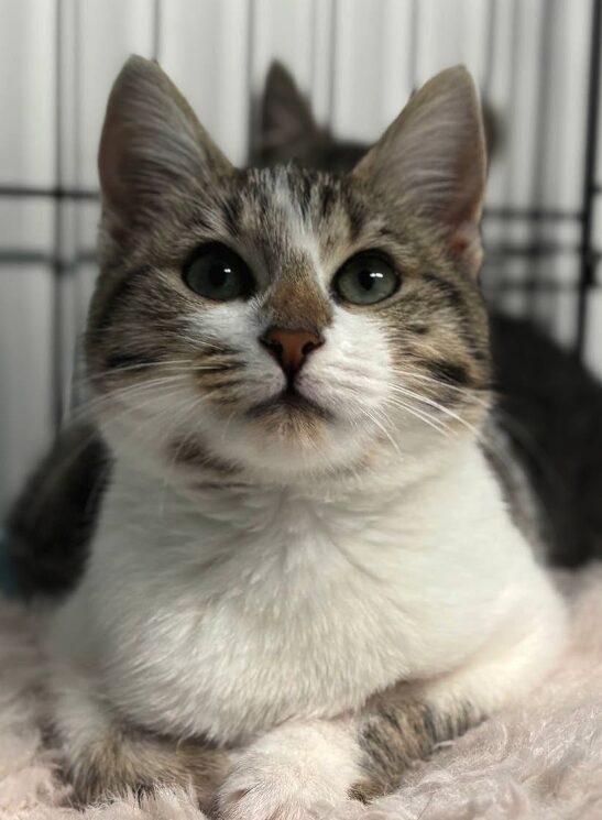 Smudge the rescue kitten at the shelter in Romania. She is sitting in a black cat crate on a white blanket.