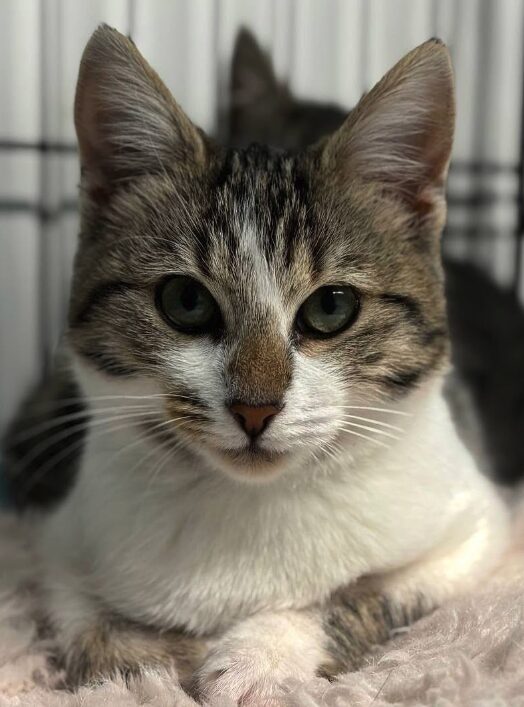 Smudge the rescue kitten at the shelter in Romania. She is sitting in a black cat crate on a white blanket.