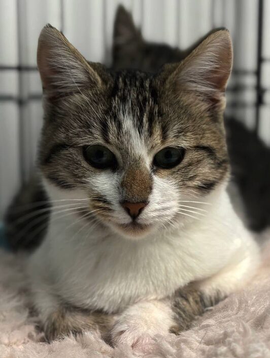 Smudge the rescue kitten at the shelter in Romania. She is sitting in a black cat crate on a white blanket.