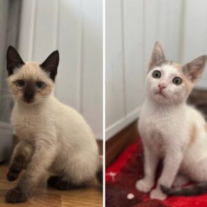 Maple and Lily the rescue kittens at the shelter in Romania. Maple is part Siamese and has brown fur. Lily is white and a very light orange.