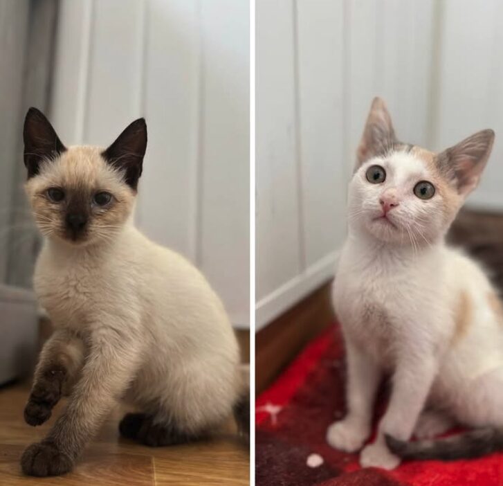 Maple and Lily the rescue kittens at the shelter in Romania. Maple is part Siamese and has brown fur. Lily is white and a very light orange.