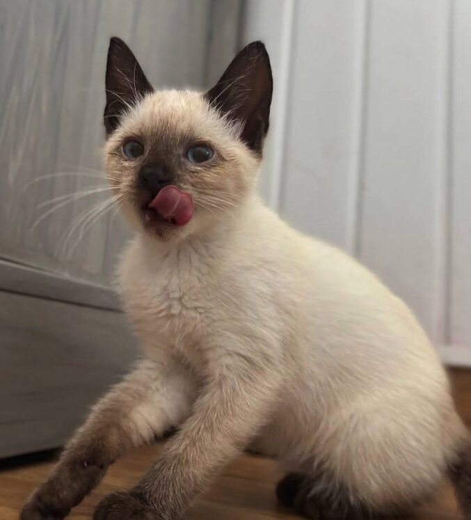 Maple and Lily the rescue kittens at the shelter in Romania. Maple is part Siamese and has brown fur. Lily is white and a very light orange.