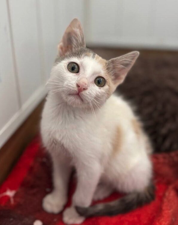 Maple and Lily the rescue kittens at the shelter in Romania. Maple is part Siamese and has brown fur. Lily is white and a very light orange.