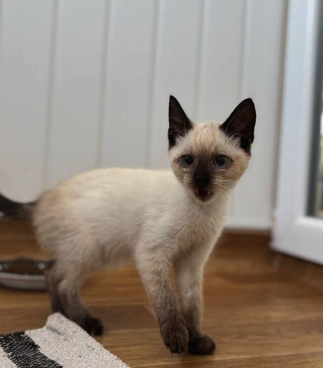 Maple and Lily the rescue kittens at the shelter in Romania. Maple is part Siamese and has brown fur. Lily is white and a very light orange.