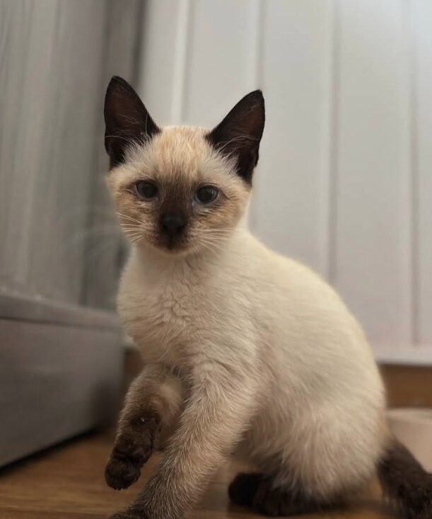 Maple and Lily the rescue kittens at the shelter in Romania. Maple is part Siamese and has brown fur. Lily is white and a very light orange.