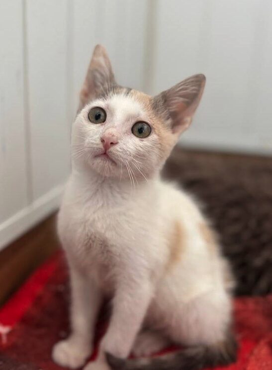 Maple and Lily the rescue kittens at the shelter in Romania. Maple is part Siamese and has brown fur. Lily is white and a very light orange.