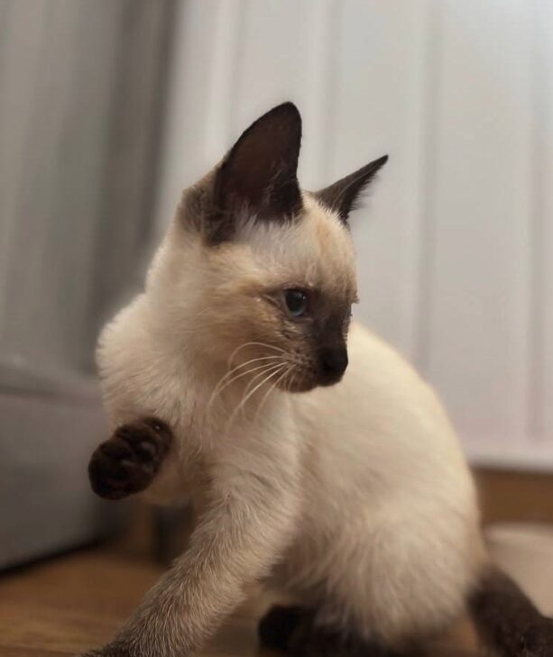 Maple and Lily the rescue kittens at the shelter in Romania. Maple is part Siamese and has brown fur. Lily is white and a very light orange.