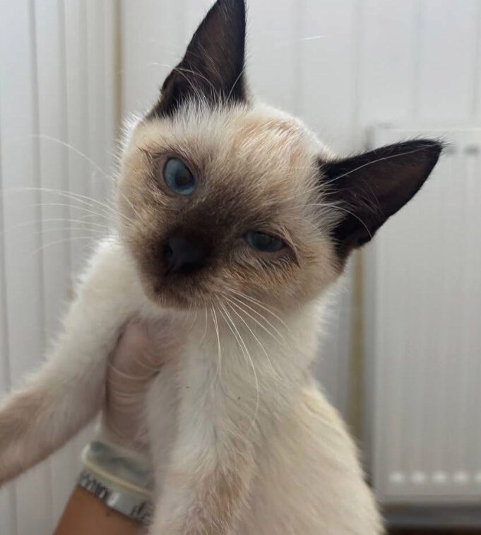 Maple and Lily the rescue kittens at the shelter in Romania. Maple is part Siamese and has brown fur. Lily is white and a very light orange.