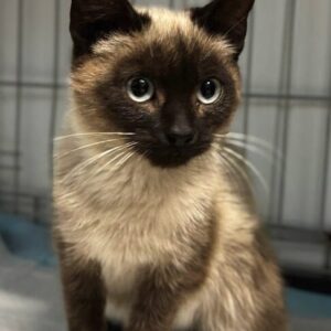 Jax the rescue kitten at the shelter in Romania. He has dark brown and light brown fur. He is sitting in a cat crate on a soft blanket.