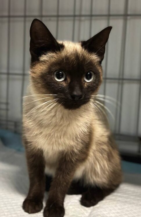 Jax the rescue kitten at the shelter in Romania. He has dark brown and light brown fur. He is sitting in a cat crate on a soft blanket.