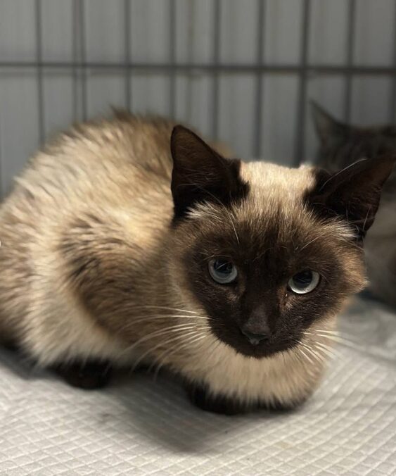 Jax the rescue kitten at the shelter in Romania. He has dark brown and light brown fur. He is sitting in a cat crate on a soft blanket.