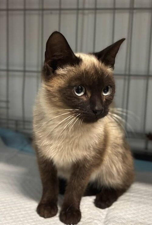 Jax the rescue kitten at the shelter in Romania. He has dark brown and light brown fur. He is sitting in a cat crate on a soft blanket.