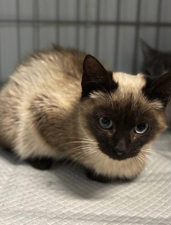 Jax the rescue kitten at the shelter in Romania. He has dark brown and light brown fur. He is sitting in a cat crate on a soft blanket.