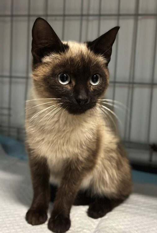 Jax the rescue kitten at the shelter in Romania. He has dark brown and light brown fur. He is sitting in a cat crate on a soft blanket.