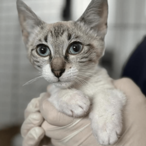 A close up of Aurora being held at the shelter where you can see her beautiful eyes and markings