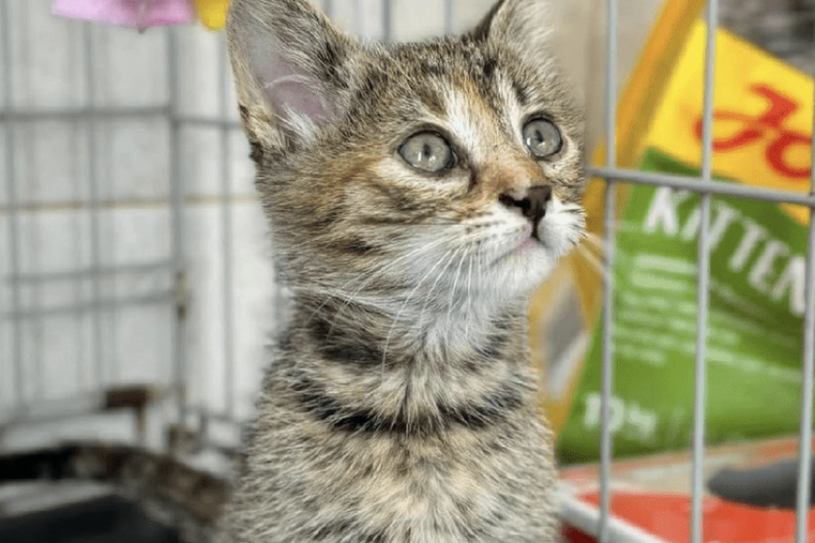 Pickle observing her surroundings at the shelter looking very cute