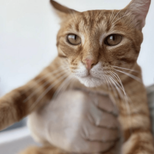 Close up of Fanta being held under the arms at the shelter