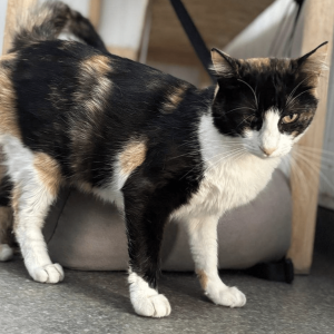 Butterscotch posing for her photo in the shelter showing off her unique markings rubbing against a wooden unit