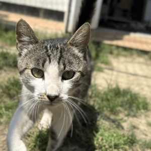 A close up of Koa outside at the shelter as he walks through the grass