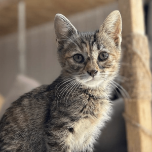 Pickle sits in front of a wooden structure as she sits for her photo looking cute